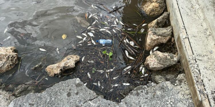 Proedemaren y Medio Ambiente investigan muerte de peces en el río Soco