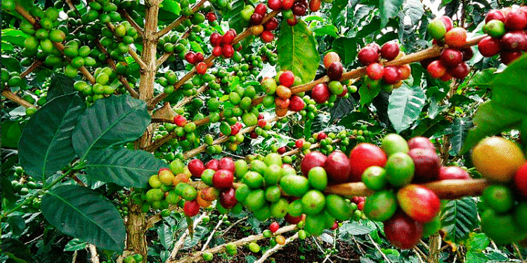 FEDA impulsa autosuficiencia cafetera de RD