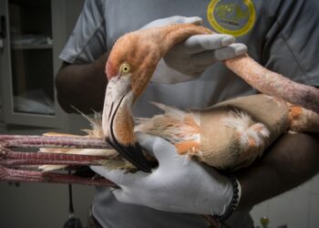 Para la protección  del flamenco del Caribe el Ministerio de Medio Ambiente lanza “Rescate Rosado”