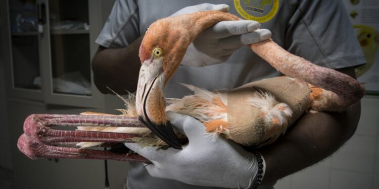 Para la protección  del flamenco del Caribe el Ministerio de Medio Ambiente lanza “Rescate Rosado”