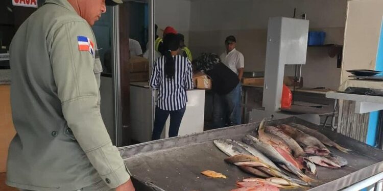 Decomisan pez loro en diferentes provincias