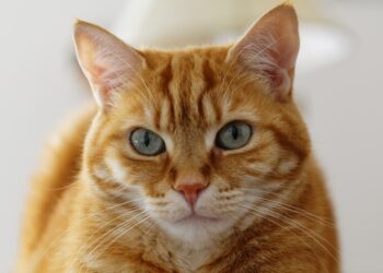 Crean una aplicación en Japón para reconocer el dolor de los gatos