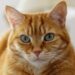 Crean una aplicación en Japón para reconocer el dolor de los gatos