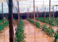 Inundaciones en zona sur del país ocasionan pérdida total en cultivo de habichuelas y tomates