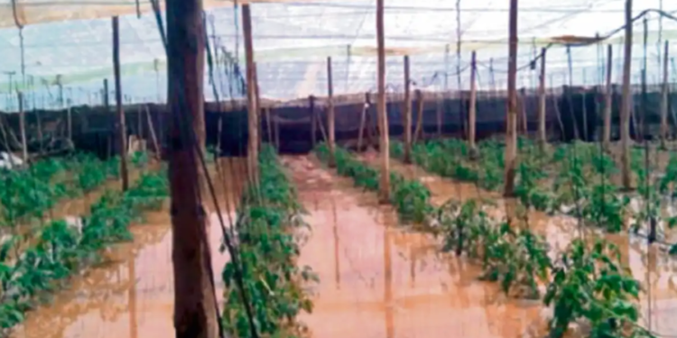 Inundaciones en zona sur del país ocasionan pérdida total en cultivo de habichuelas y tomates