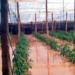 Inundaciones en zona sur del país ocasionan pérdida total en cultivo de habichuelas y tomates