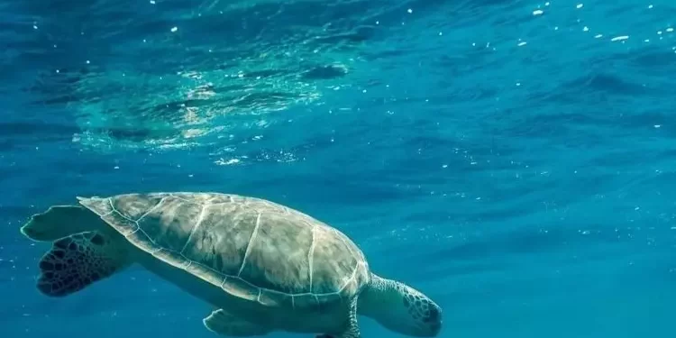 UNESCO insta introducir Cultura Oceánica en las escuelas