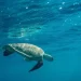 UNESCO insta introducir Cultura Oceánica en las escuelas
