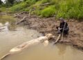 La crisis climática amenaza la vida de los delfines rosados del Amazonas colombiano