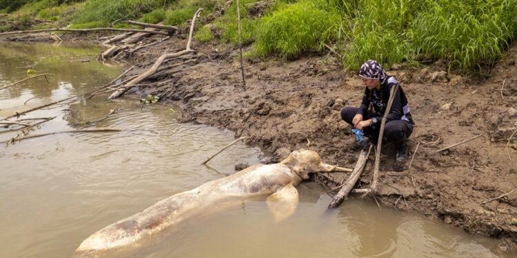 La crisis climática amenaza la vida de los delfines rosados del Amazonas colombiano