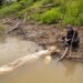La crisis climática amenaza la vida de los delfines rosados del Amazonas colombiano