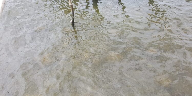 Lago Enriquillo bajó 74 centímetros verticales en lo que va del año 2023