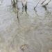 Lago Enriquillo bajó 74 centímetros verticales en lo que va del año 2023
