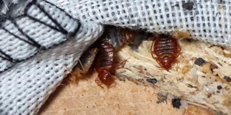 Preocupación en Londres por plaga de chinches en Francia