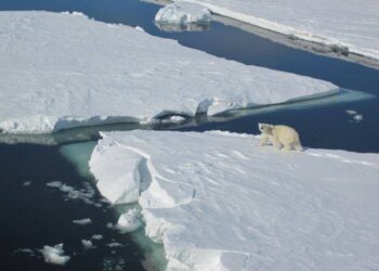 El calentamiento global ya ha comenzado a alterar la cadena alimenticia en el Ártico