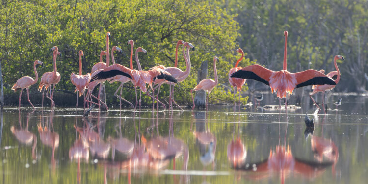 Liberan 44 flamencos del proyecto Rescate Rosado
