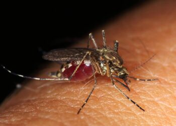 Incidencia mundial del dengue está en aumento, según la OMS