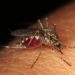 Incidencia mundial del dengue está en aumento, según la OMS