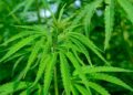 Alemania estrena la legalización parcial del cannabis entre celebraciones y críticas