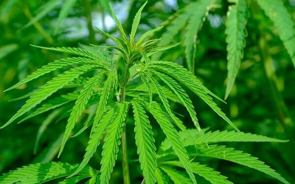 Alemania estrena la legalización parcial del cannabis entre celebraciones y críticas