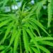 Alemania estrena la legalización parcial del cannabis entre celebraciones y críticas