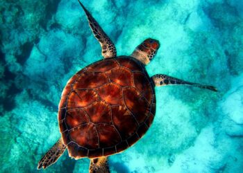 Medio Ambiente establece área de protección marina para tortugas