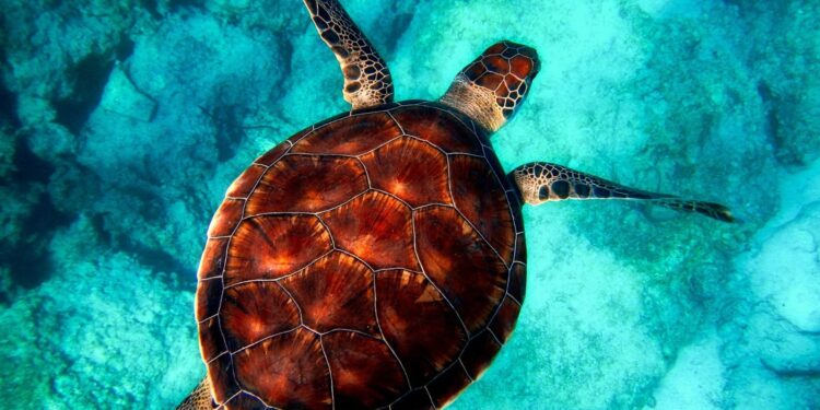 Medio Ambiente establece área de protección marina para tortugas