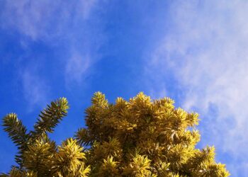 Pronostican nubes dispersas para este domingo