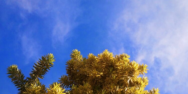 Pronostican nubes dispersas para este domingo