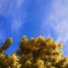 Pronostican nubes dispersas para este domingo