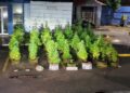 Decomisan plantación de presunta marihuana en una vivienda