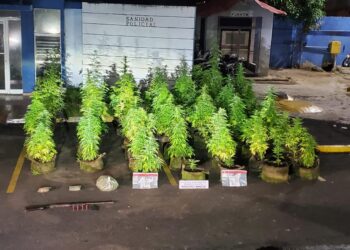 Decomisan plantación de presunta marihuana en una vivienda