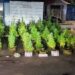 Decomisan plantación de presunta marihuana en una vivienda