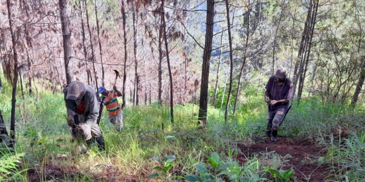 Medio Ambiente planta árboles en parque afectado por incendio