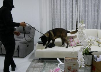 Operación Búfalo NK inicia con más de 10 arrestados