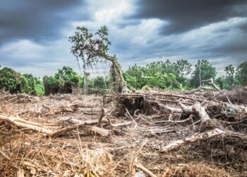 OMS alerta de que la emergencia climática es “fundamentalmente una crisis de salud”