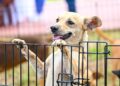 Alcaldía de Santiago realiza  la 2da Feria de Adopción de Perritos