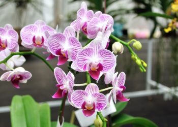 Llega la cuarta edición del Festival de las Orquídeas al Jardín Botánico de Santiago
