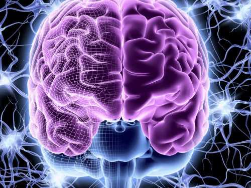 El hombre y su cerebro