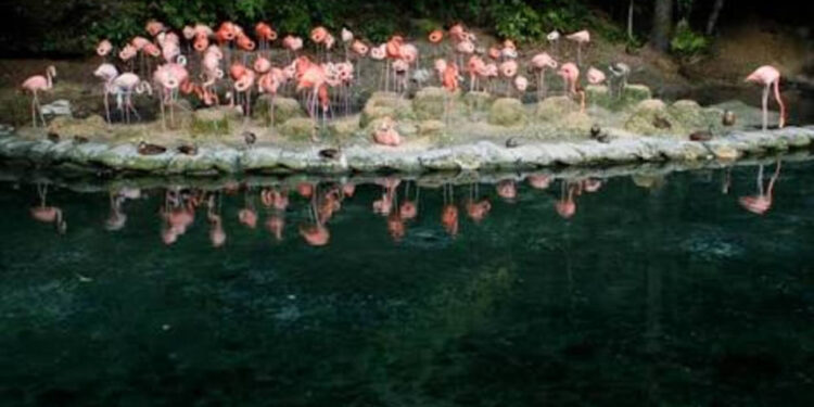 Zoológico aclara que donación de animales desde PR no incluye especies venenosas