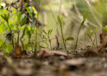 Día Internacional de los Humedales: guardianes del agua y la biodiversidad