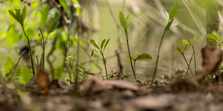 Día Internacional de los Humedales: guardianes del agua y la biodiversidad