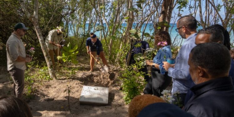 Manatí Jean Pedro regresa al mar después de recuperarse en la Bahia de Bayahíbe