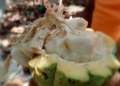 Duarte: entre cacao, naturaleza y potencial agroturístico con sabor a chocolate