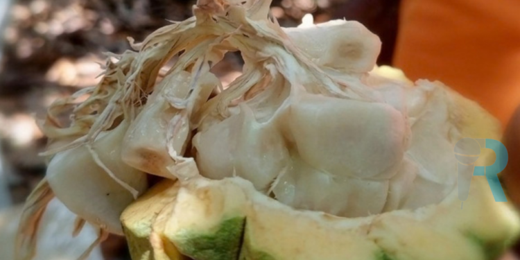 Duarte: entre cacao, naturaleza y potencial agroturístico con sabor a chocolate